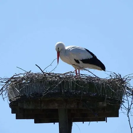 Lovely In The Center Dom wakacyjny Wyk auf Föhr