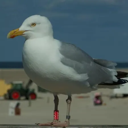 Lovely In The Center