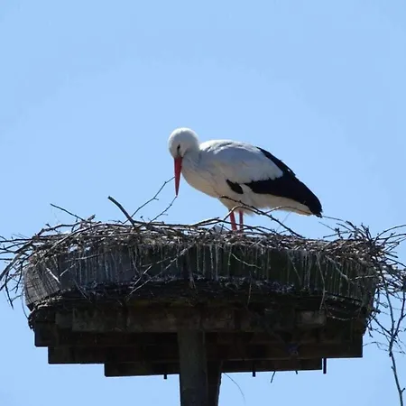 Dom wakacyjny Lovely In The Center