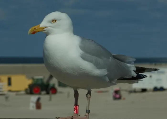 Lovely In The Center Дом отдыха Вик-ауф-Фёр